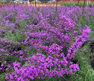 Liatris microcephala 