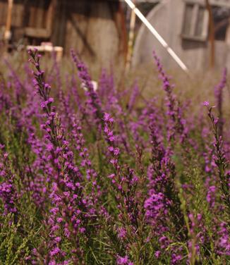 Liatris microcephala