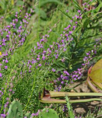 Liatris microcephala 