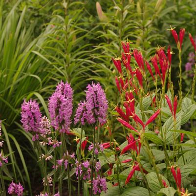 Stachys monieri Hummelo