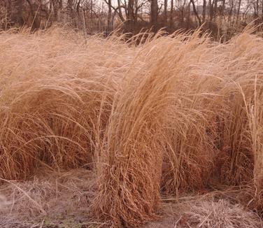 Andropogon virginicus - Winter 