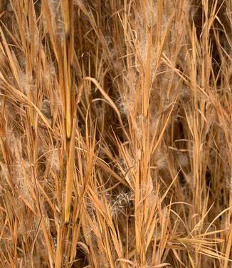 Andropogon virginicus - Broom-sedge/Beardgrass from Pleasant Run Nursery