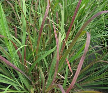 Andropogon virginicus