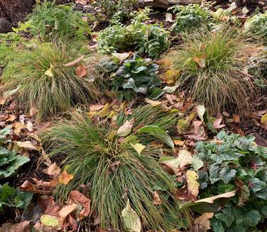 Carex appalachica - Appalachian Sedge