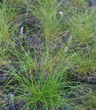 Carex appalachica - Appalachian Sedge (@ Mt Cuba)