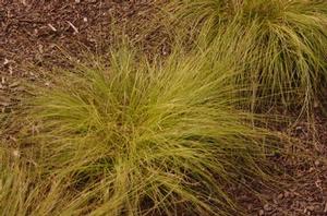 Carex socialis 