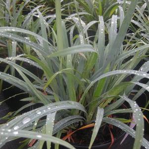 Carex laxiculmis Bunny Blue®