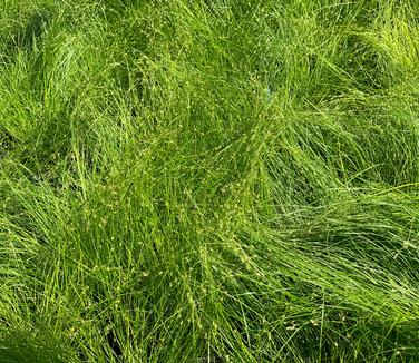 Carex appalachica - Appalachian Sedge from Pleasant Run Nursery