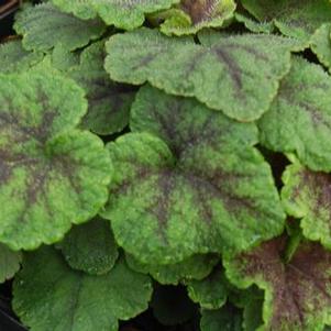 Tiarella cordifolia Running Tapestry