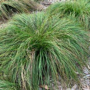 Carex albicans 