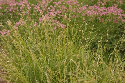 Carex appalachica - Appalachian Sedge