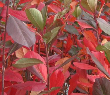 Aronia arbutifolia Brilliantissima - Red Chokeberry