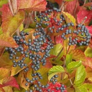 Viburnum dentatum Chicago Lustre®