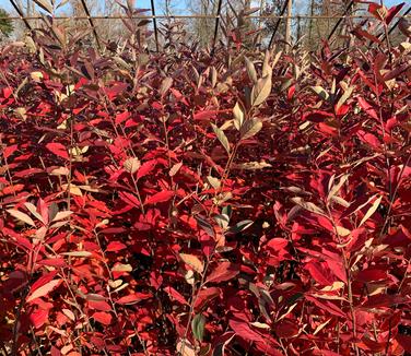 Aronia arbutifolia Brilliantissima