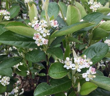 Aronia arbutifolia Brilliantissima