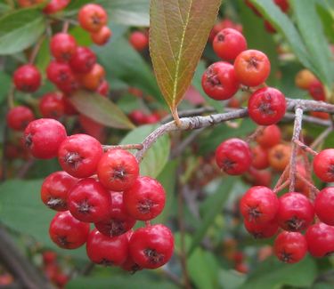 Aronia arbutifolia 'Brilliantissima' - Red Chokeberry