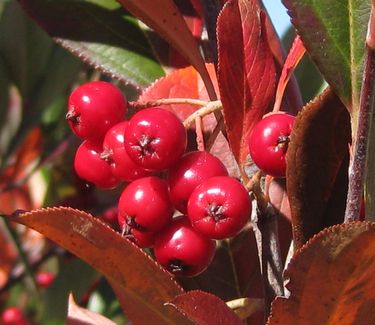 Aronia arbutifolia 'Brilliantissima' 