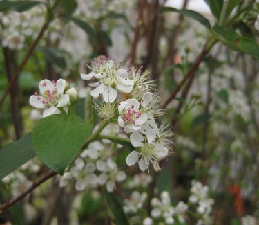 Aronia arbutifolia Brilliantissima - Red Chokeberry 