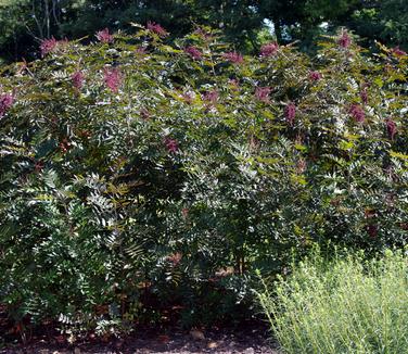 Rhus copalina Lanham's Purple - Shining Sumac