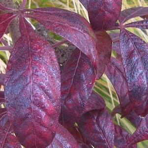 Rhus copallina Creel's Quintet