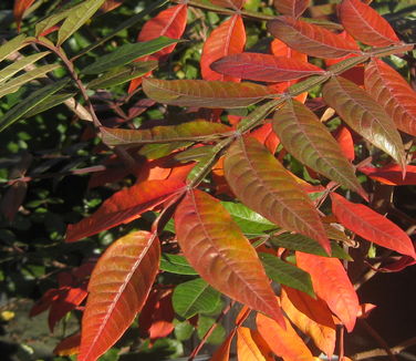 Rhus copalina Lanham's Purple