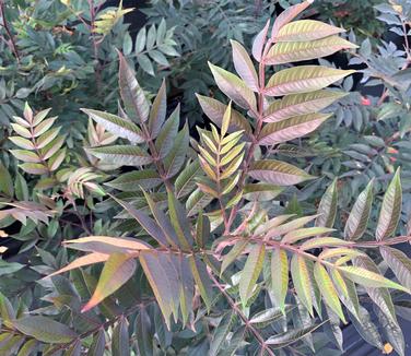 Rhus copalina Lanham's Purple