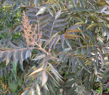 Rhus copalina Lanham's Purple