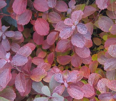 Spiraea betulifolia Tor (fall color)