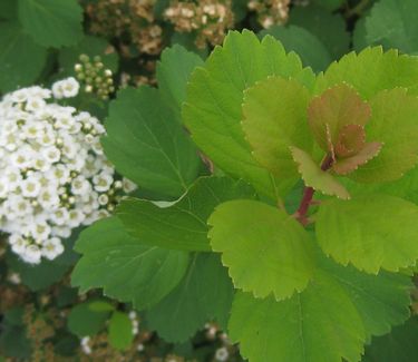 Spiraea betulifolia Tor