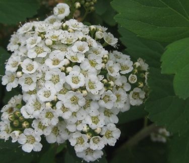 Spiraea betulifolia Tor