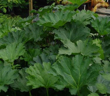 Darmera peltata - Indian Rhubarb/Umbrella Plant