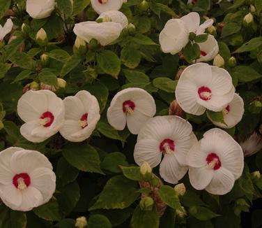 Hibiscus x Luna™ 'White' 