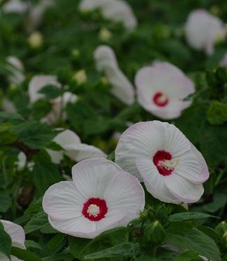 Hibiscus moscheutos Luna White