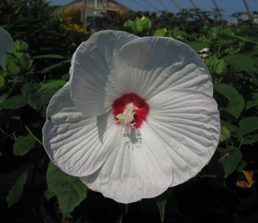 Hibiscus moscheutos Luna™ White