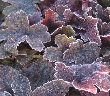 xHeucherella 'Brass Lantern' (w/ frost)