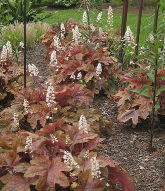 xHeucherella 'Brass Lantern'