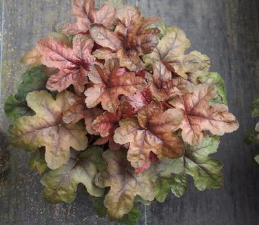 xHeucherella Brass Lantern