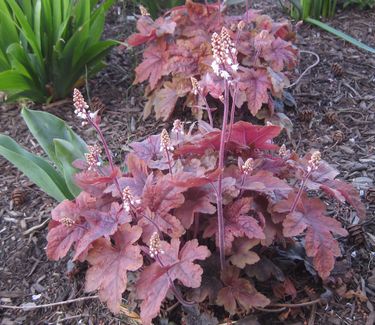 xHeucherella 'Brass Lantern'