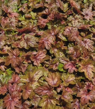 xHeucherella 'Brass Lantern'