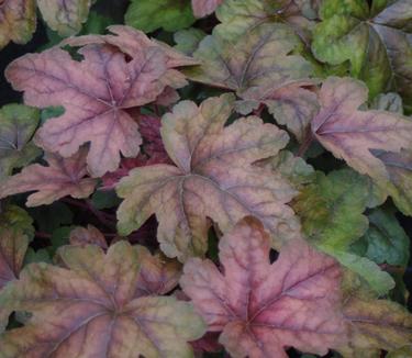 xHeucherella 'Brass Lantern'