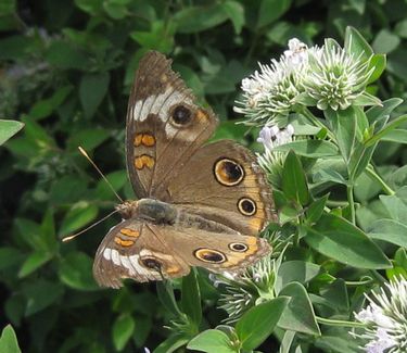 Pycnanthemum flexuosum 