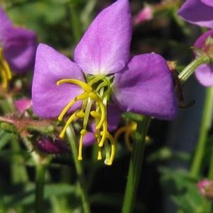 Rhexia virginica 