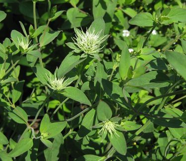 Pycnanthemum flexuosum