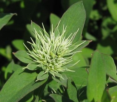 Pycnanthemum flexuosum