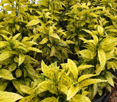 Aucuba japonica Golden King