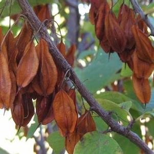 Halesia carolina Jersey Belle