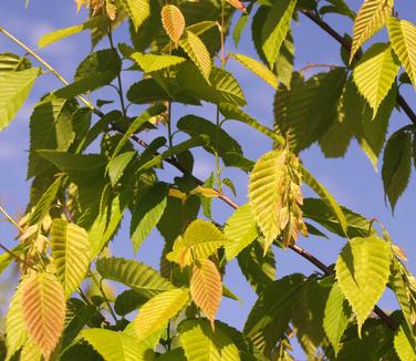 Carpinus caroliniana