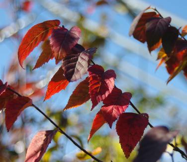 Carpinus caroliniana - American Hornbeam