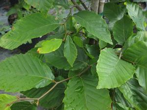 Fagus grandifolia 