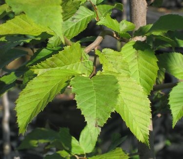 Carpinus caroliniana 